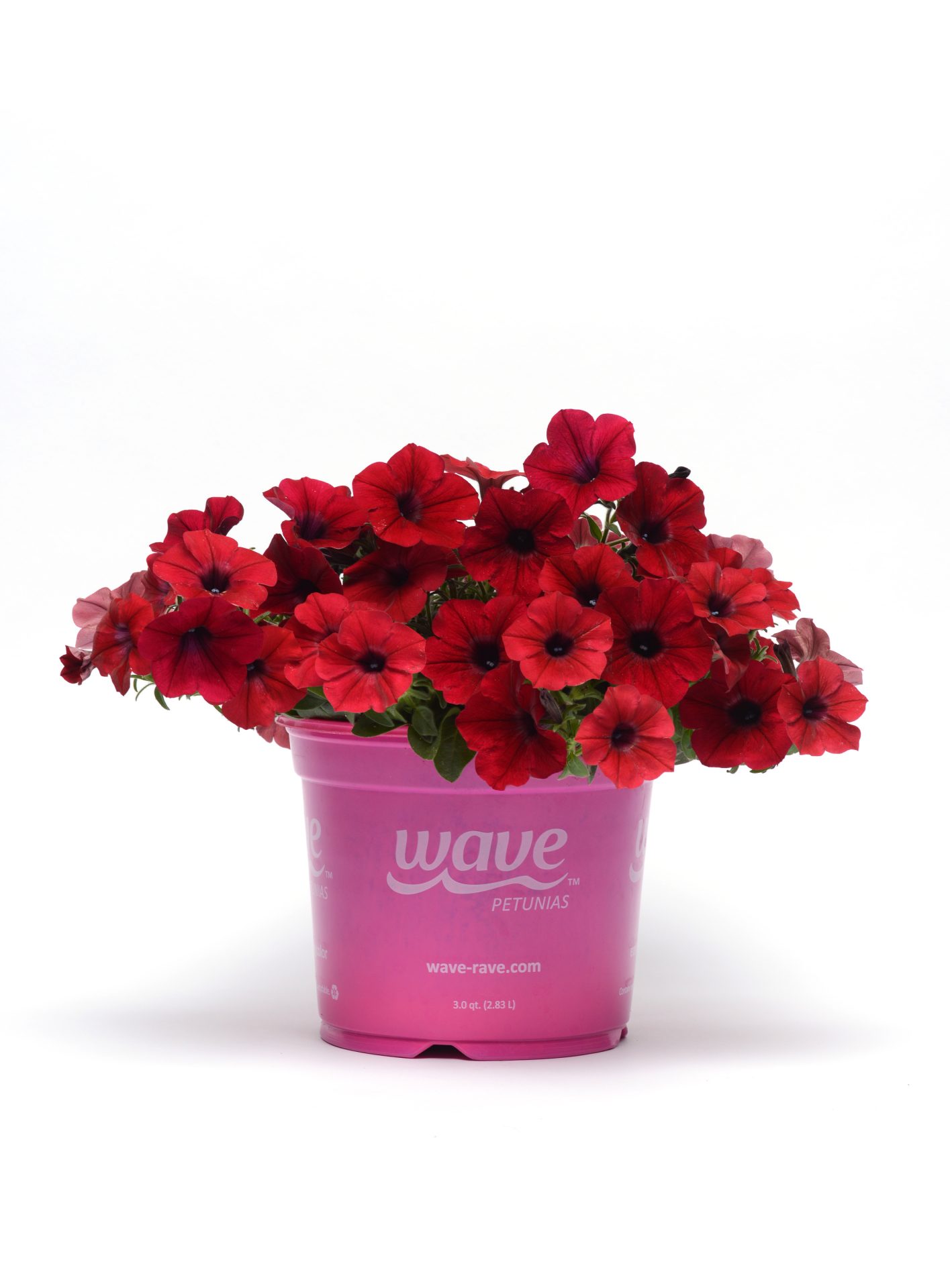Petunia hybrida Tidal Wave Red Velour - Imagen 2