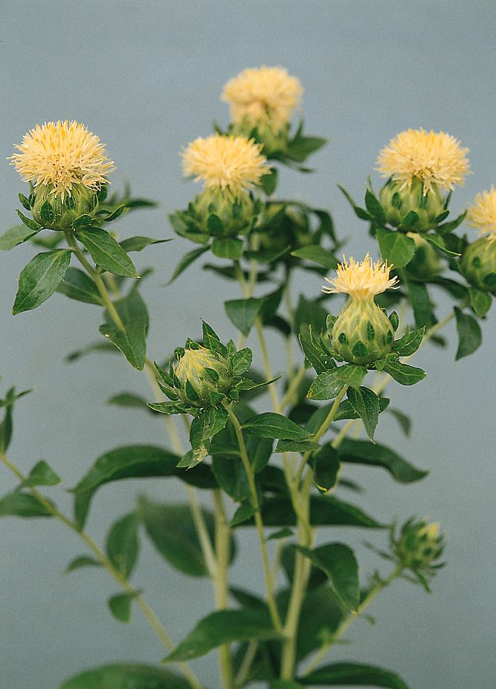 CARTHAMUS tinctorius WHITE GRENADE (coated)