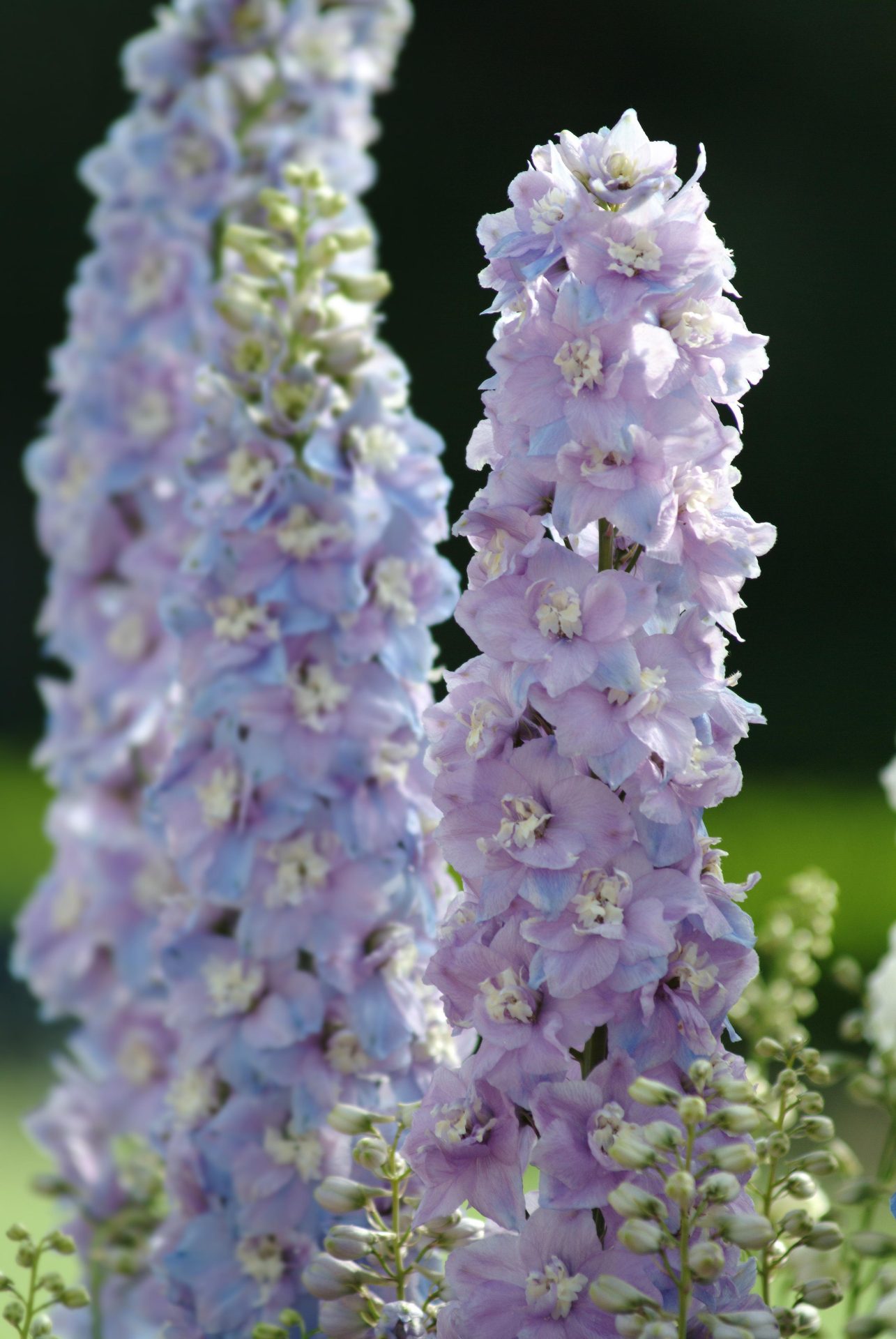 Delphinium elatum Guardian Lavender - Imagen 2