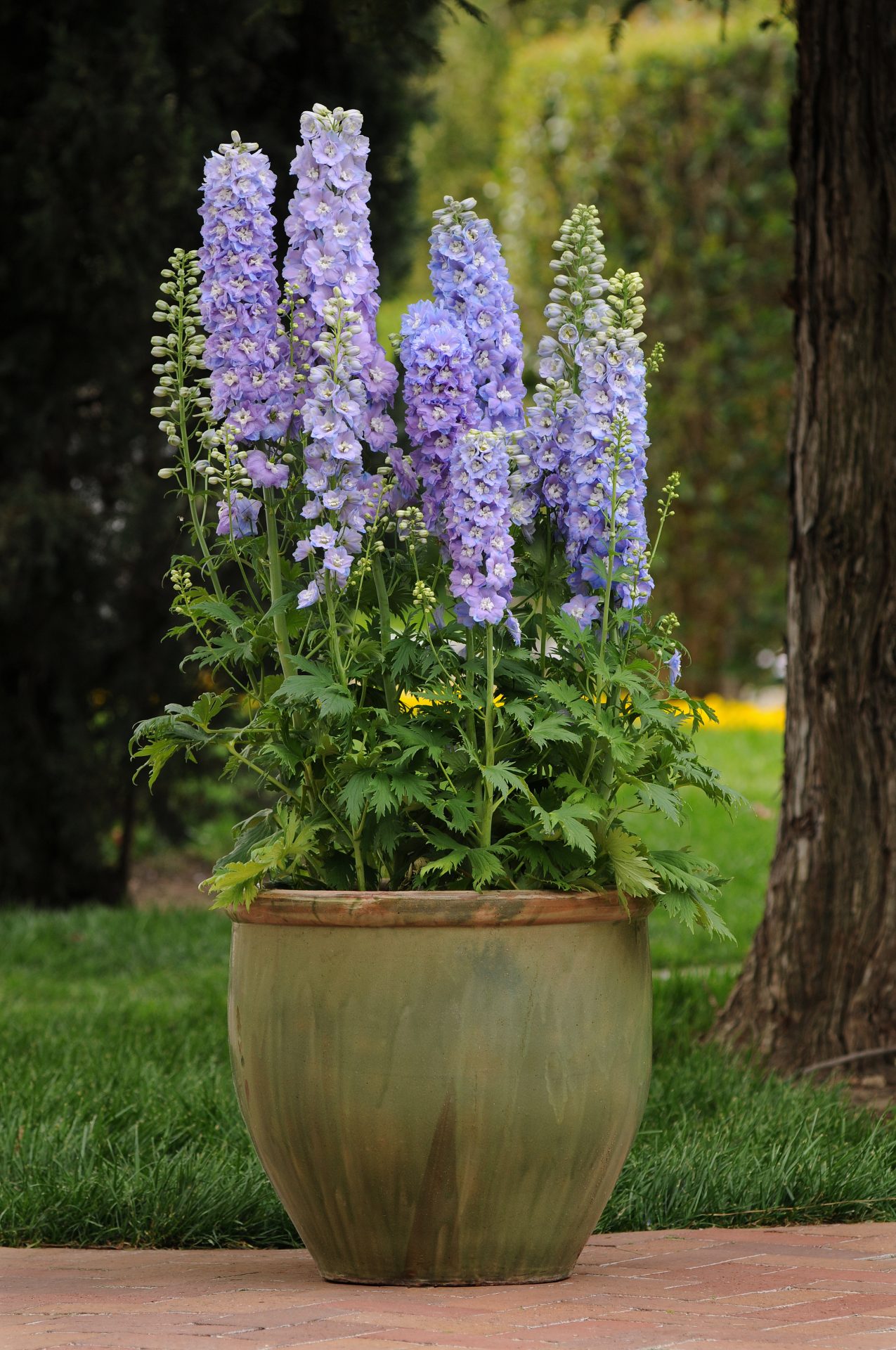 Delphinium elatum Guardian Lavender - Imagen 3