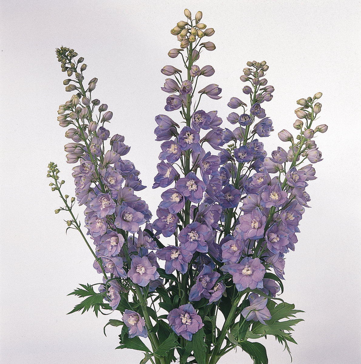 Delphinium elatum Guardian Lavender - Imagen 4