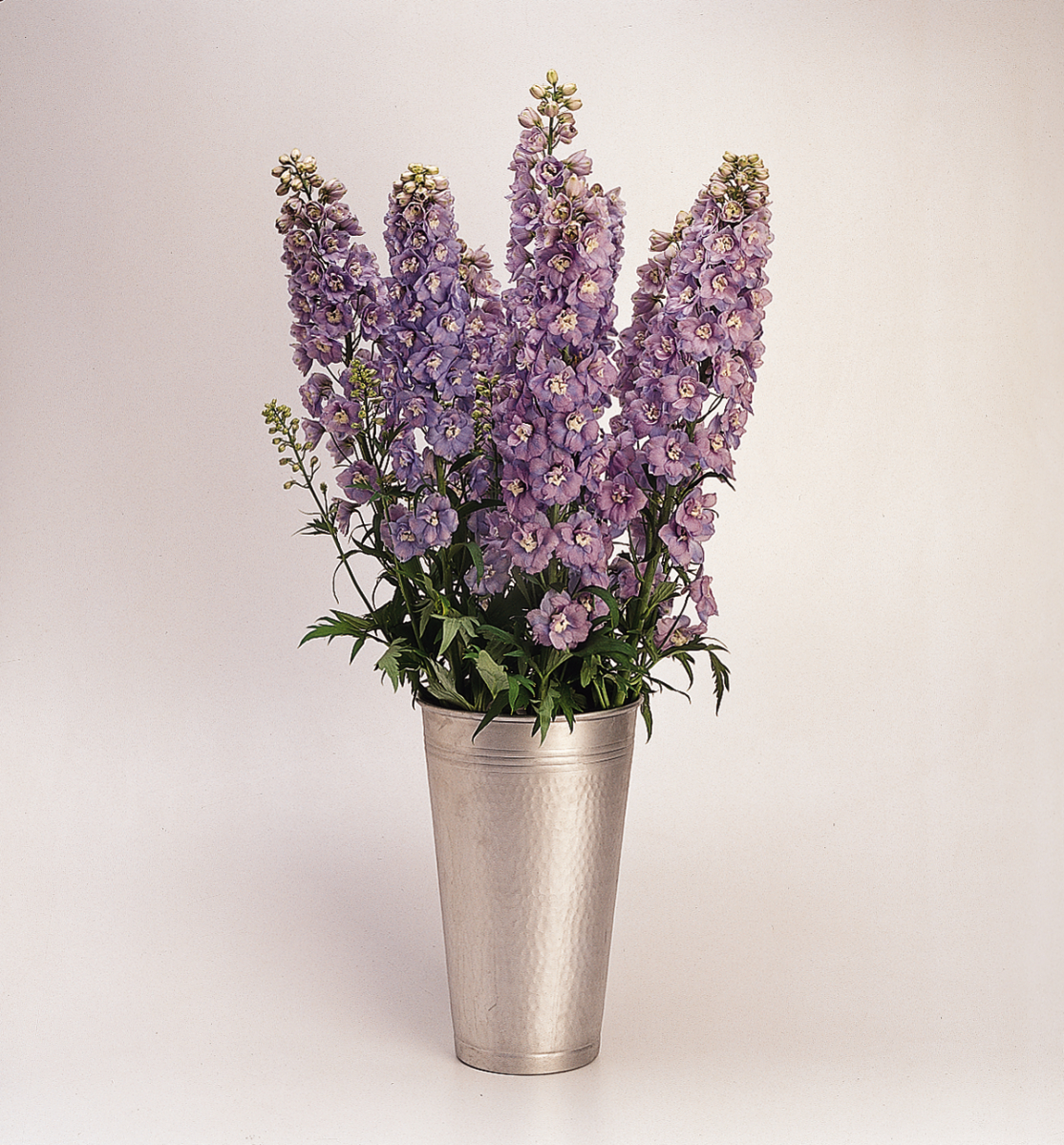 Delphinium elatum Guardian Lavender - Imagen 5