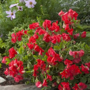 Lathyrus odoratus Villa Roma Scarlet