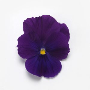 Viola wittrockiana Top Wave Violet