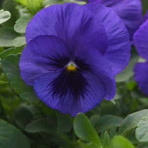 Viola wittrockiana Top Wave Blue Blotch