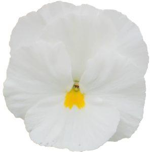 Viola wittrockiana Premier Clear White