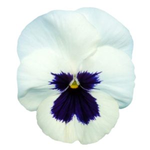 Viola wittrockiana Premier White With Blotch